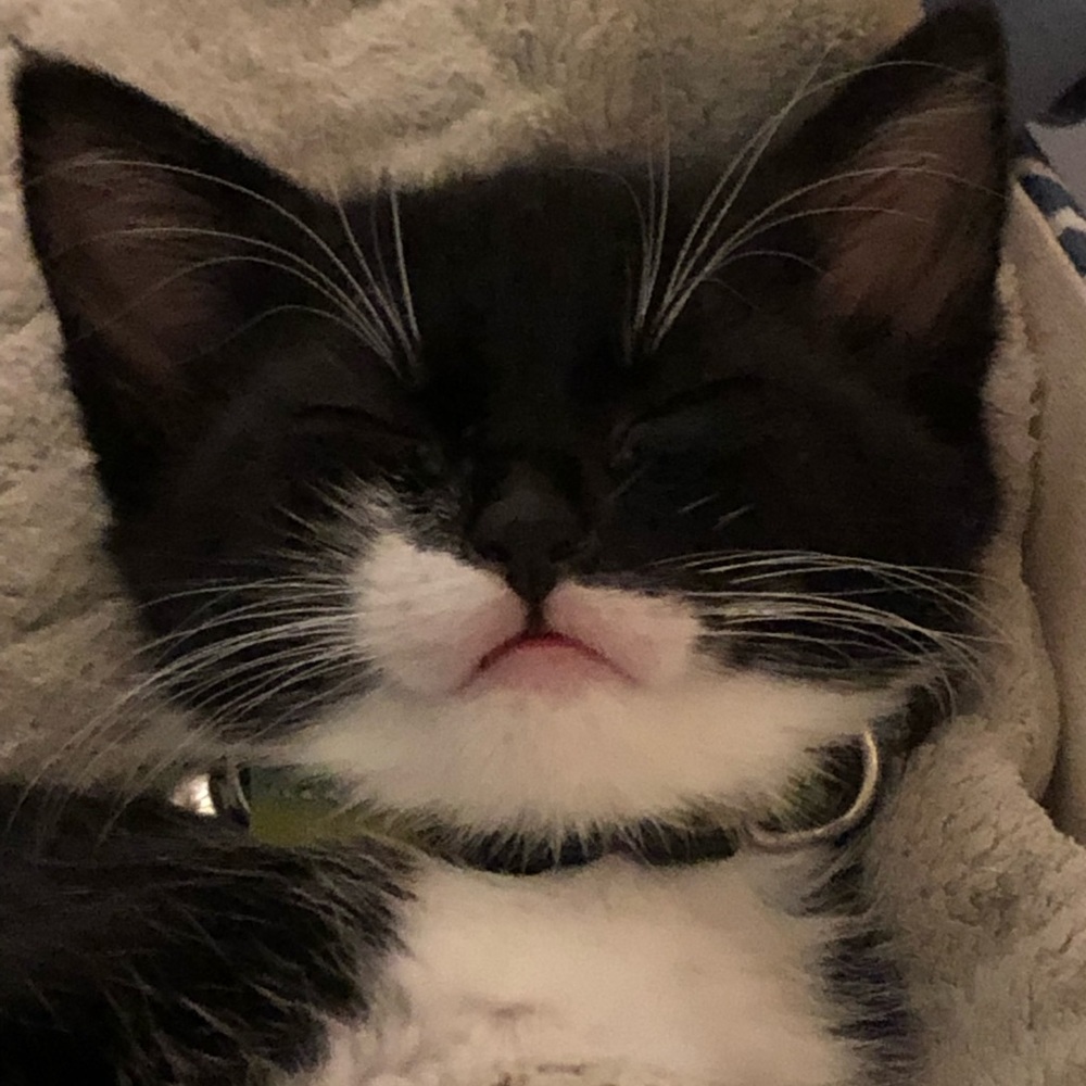 Meet your Posher, Lily